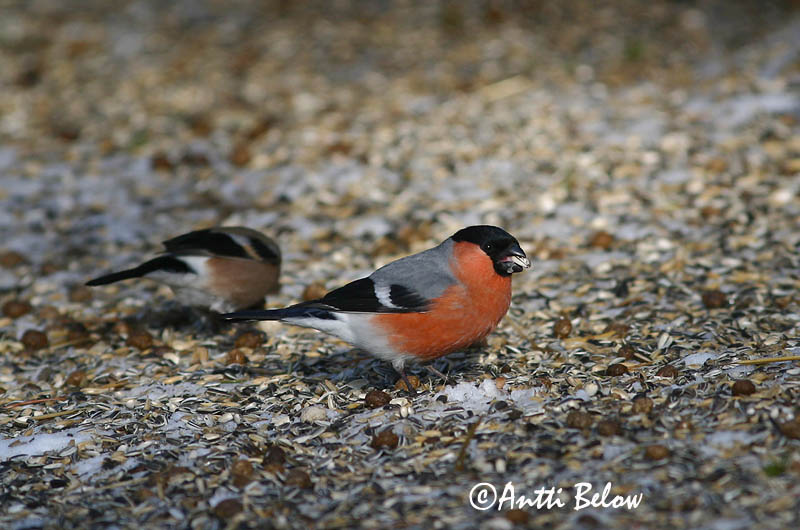 Avainsanat: Pinsà borroner Dompap Goudvink Eurasian Bullfinch Leevike Punatulkku Bouvreuil pivoine Gimpel Süvölto Dómpápi Dompap Dom-fafe Pyrrhula pyrrhula Camachuelo Común Domherre