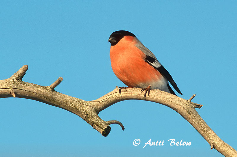 Avainsanat: Pinsà borroner Dompap Goudvink Eurasian Bullfinch Leevike Punatulkku Bouvreuil pivoine Gimpel Süvölto Dómpápi Dompap Dom-fafe Pyrrhula pyrrhula Camachuelo Común Domherre