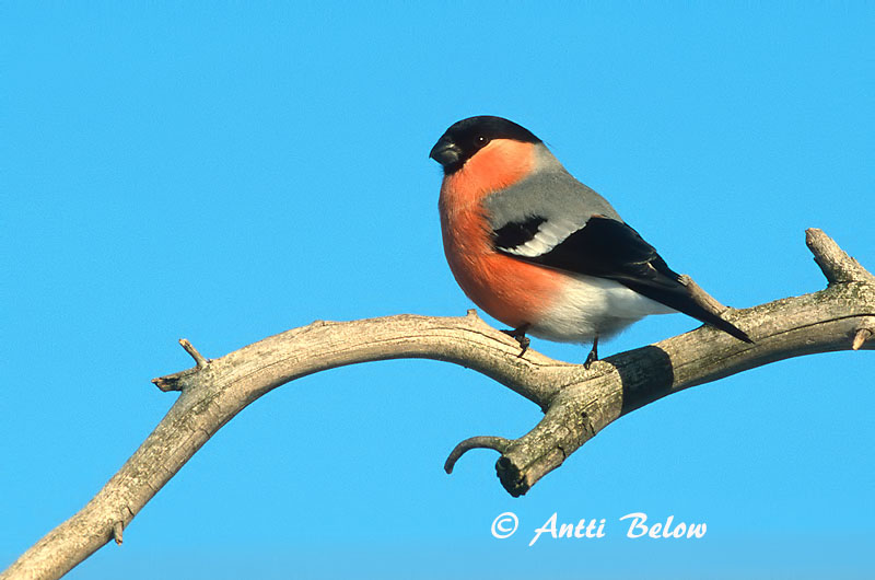 Avainsanat: Pinsà borroner Dompap Goudvink Eurasian Bullfinch Leevike Punatulkku Bouvreuil pivoine Gimpel Süvölto Dómpápi Dompap Dom-fafe Pyrrhula pyrrhula Camachuelo Común Domherre