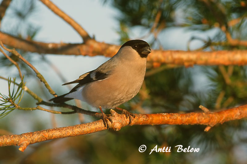 Avainsanat: Pinsà borroner Dompap Goudvink Eurasian Bullfinch Leevike Punatulkku Bouvreuil pivoine Gimpel Süvölto Dómpápi Dompap Dom-fafe Pyrrhula pyrrhula Camachuelo Común Domherre
