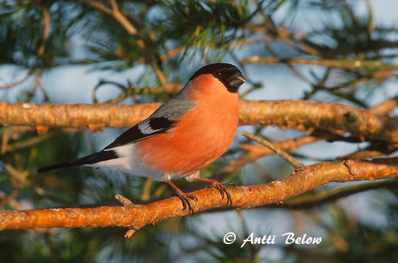 Avainsanat: Pinsà borroner Dompap Goudvink Eurasian Bullfinch Leevike Punatulkku Bouvreuil pivoine Gimpel Süvölto Dómpápi Dompap Dom-fafe Pyrrhula pyrrhula Camachuelo Común Domherre