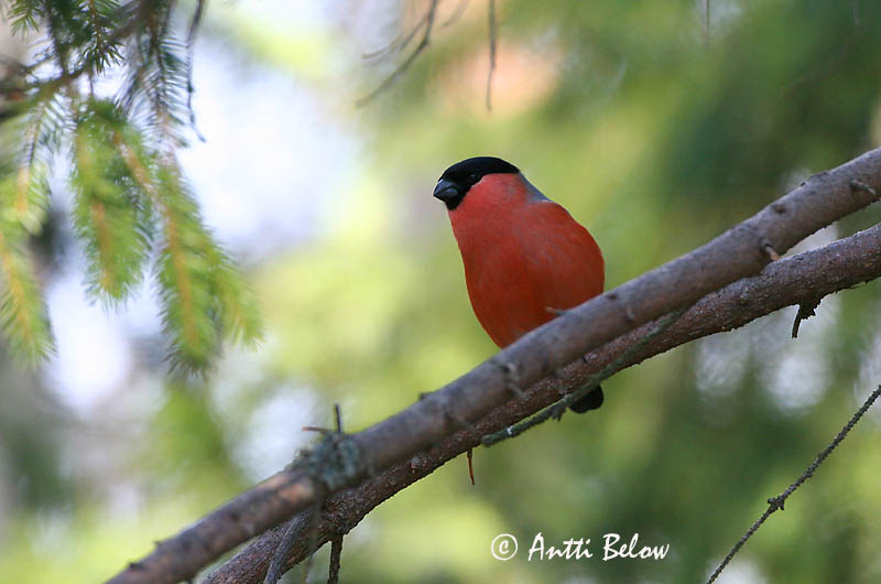 Avainsanat: Pinsà borroner Dompap Goudvink Eurasian Bullfinch Leevike Punatulkku Bouvreuil pivoine Gimpel Süvölto Dómpápi Dompap Dom-fafe Pyrrhula pyrrhula Camachuelo Común Domherre