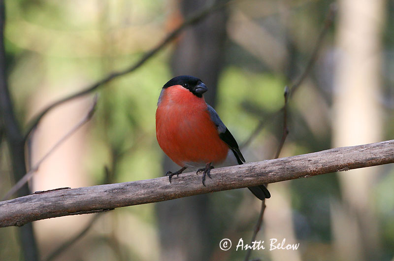 Avainsanat: Pinsà borroner Dompap Goudvink Eurasian Bullfinch Leevike Punatulkku Bouvreuil pivoine Gimpel Süvölto Dómpápi Dompap Dom-fafe Pyrrhula pyrrhula Camachuelo Común Domherre