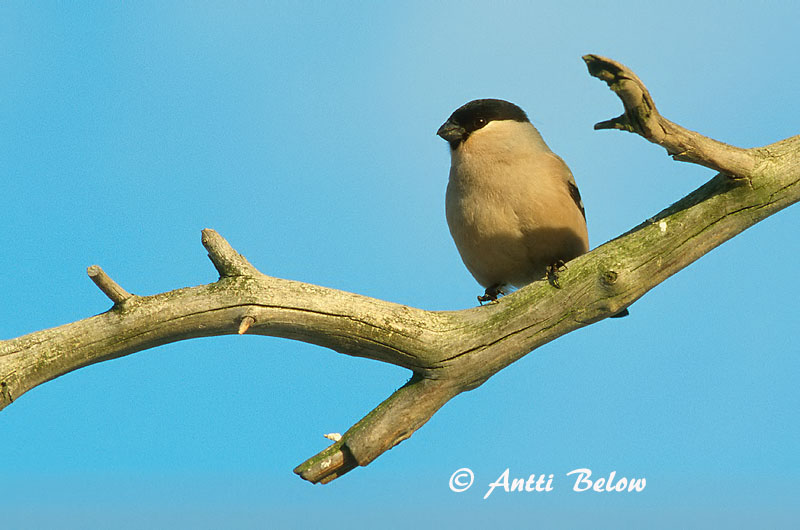 Avainsanat: Pinsà borroner Dompap Goudvink Eurasian Bullfinch Leevike Punatulkku Bouvreuil pivoine Gimpel Süvölto Dómpápi Dompap Dom-fafe Pyrrhula pyrrhula Camachuelo Común Domherre
