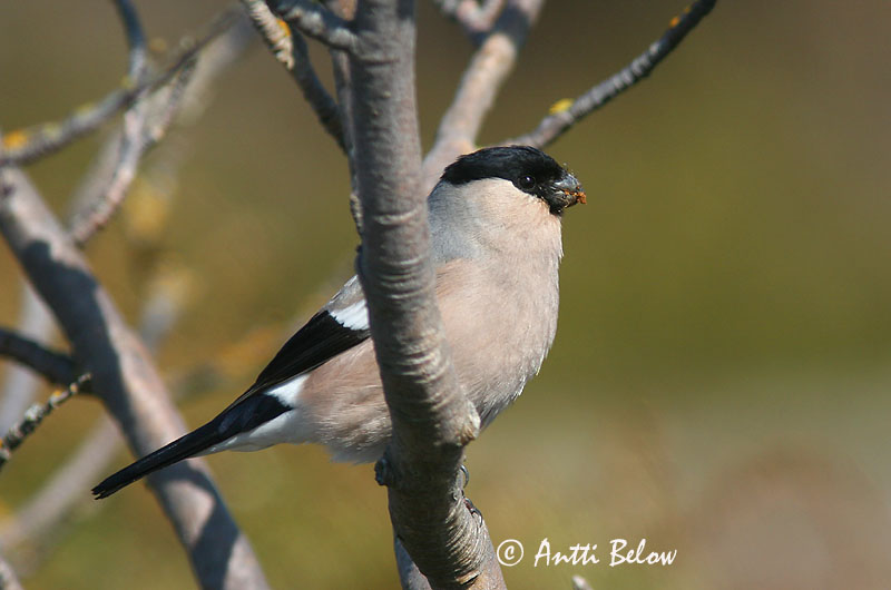 Avainsanat: Pinsà borroner Dompap Goudvink Eurasian Bullfinch Leevike Punatulkku Bouvreuil pivoine Gimpel Süvölto Dómpápi Dompap Dom-fafe Pyrrhula pyrrhula Camachuelo Común Domherre
