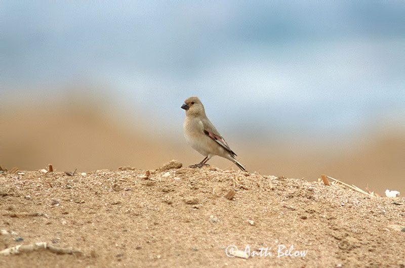 Avainsanat: Vale woestijnvink Desert Finch Roselin de Lichtenstein Trombettiere di Lichtenstein Rhodospiza obsoleta Ökenfink Peltotulkku