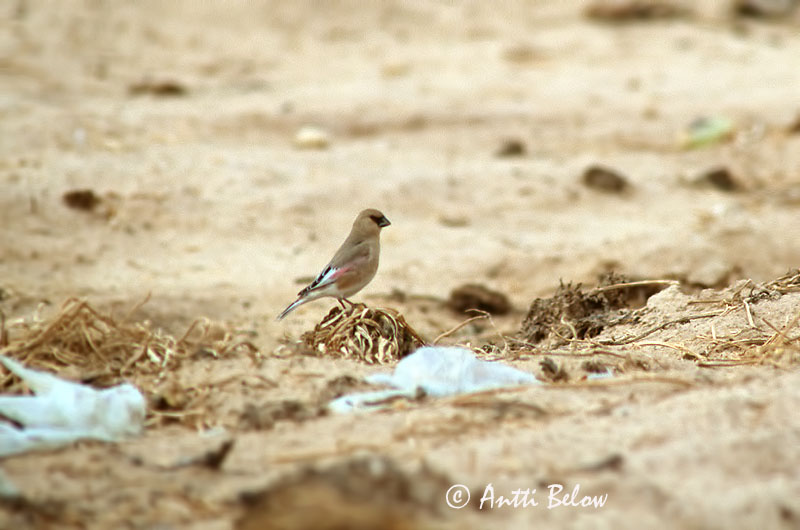 Avainsanat: Vale woestijnvink Desert Finch Roselin de Lichtenstein Trombettiere di Lichtenstein Rhodospiza obsoleta Ökenfink Peltotulkku