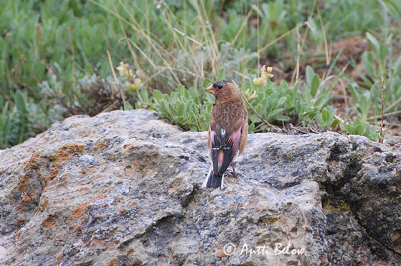 Avainsanat: Rode woestijnvink Crimson-winged Finch Ruususiipitulkku Roselin à ailes roses Rotflügelgimpel Trombettiere alirosse Rosenvingefink Rhodopechys sanguinea Camachuelo Rosado Bergsökenfink
