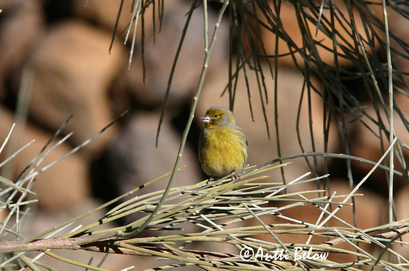 Avainsanat: Kanarianhemppo Canari Kanarie Atlantic Canary Serin des Canaries Kanarengirlitz Canarino Kanariirisk Serinus canaria Canario Silvestre Kanariefågel