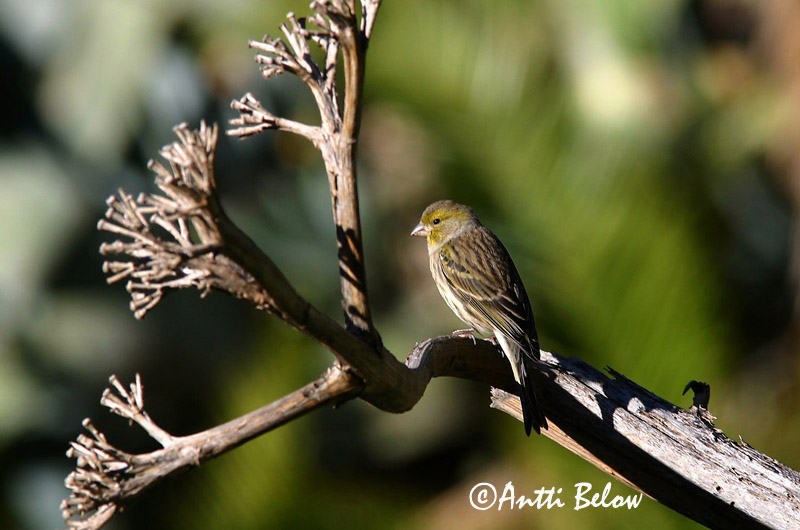 Avainsanat: Kanarianhemppo Canari Kanarie Atlantic Canary Serin des Canaries Kanarengirlitz Canarino Kanariirisk Serinus canaria Canario Silvestre Kanariefågel