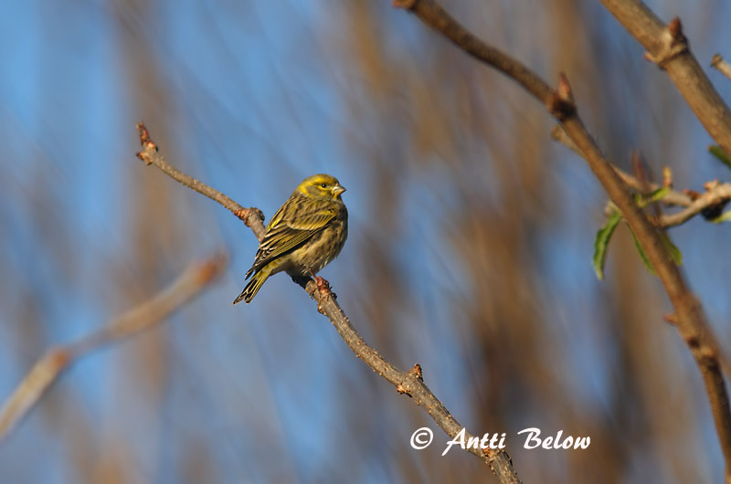 Avainsanat: Gafarró Gulirisk Europese kanarie European Serin Koldvint Keltahemppo Serin cini Girlitz Csicsörke Gulfinka Verzellino Gulirisk Chamariz-comum Serinus serinus Verdecillo Gulhämpling