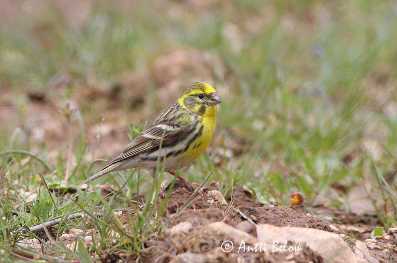 Avainsanat: Gafarró Gulirisk Europese kanarie European Serin Koldvint Keltahemppo Serin cini Girlitz Csicsörke Gulfinka Verzellino Gulirisk Chamariz-comum Serinus serinus Verdecillo Gulhämpling