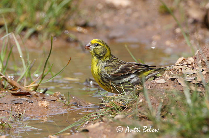 Avainsanat: Gafarró Gulirisk Europese kanarie European Serin Koldvint Keltahemppo Serin cini Girlitz Csicsörke Gulfinka Verzellino Gulirisk Chamariz-comum Serinus serinus Verdecillo Gulhämpling