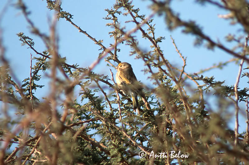 Avainsanat: Syrische kanarie Syrian Serin Serin syriaque Zederngirlitz Verzellino siriano Syriairisk Serinus syriacus Verdecillo Sirio Levantsiska Syyrianhemppo