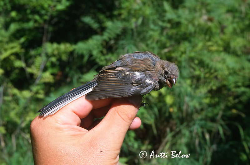 Avainsanat: Long-tailed Rosefinch Pajupunavarpunen Roselin à longue queue Meisengimpel Langhalefink Uragus sibiricus Camachuelo Siberiano Långstjärtad rosenfink
