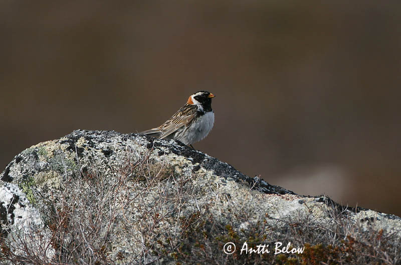 Avainsanat: Laplandsværling Ijsgors Lapland Longspur Lapi tsiitsitaja Lapinsirkku Bruant lapon Spornammer Sarkantyús sármány Sportittlingur Zigolo di Lapponia Lappspurv Escrevedeira de Lapónia Calcarius lapponicus Escribano Lapón Lappsparv