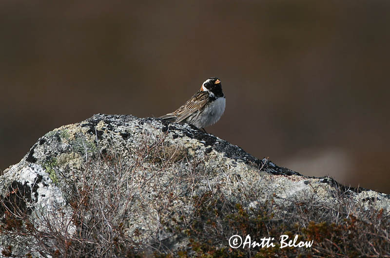 Avainsanat: Laplandsværling Ijsgors Lapland Longspur Lapi tsiitsitaja Lapinsirkku Bruant lapon Spornammer Sarkantyús sármány Sportittlingur Zigolo di Lapponia Lappspurv Escrevedeira de Lapónia Calcarius lapponicus Escribano Lapón Lappsparv