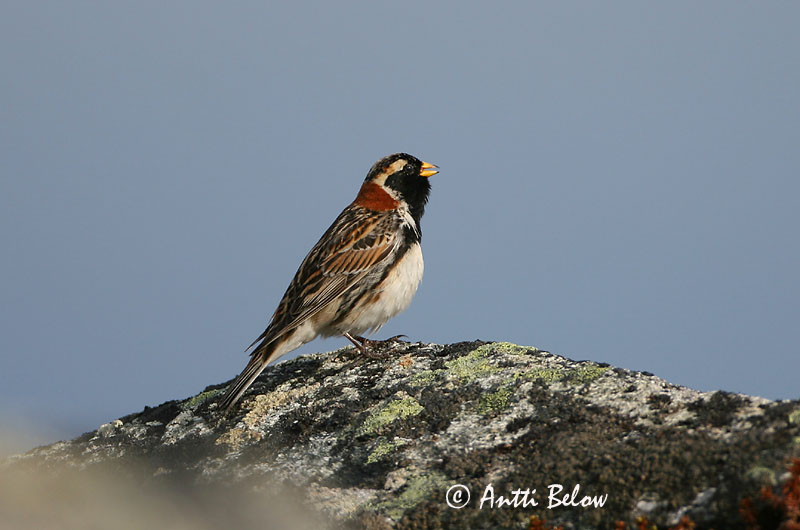 Avainsanat: Laplandsværling Ijsgors Lapland Longspur Lapi tsiitsitaja Lapinsirkku Bruant lapon Spornammer Sarkantyús sármány Sportittlingur Zigolo di Lapponia Lappspurv Escrevedeira de Lapónia Calcarius lapponicus Escribano Lapón Lappsparv