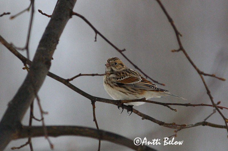 Avainsanat: Laplandsværling Ijsgors Lapland Longspur Lapi tsiitsitaja Lapinsirkku Bruant lapon Spornammer Sarkantyús sármány Sportittlingur Zigolo di Lapponia Lappspurv Escrevedeira de Lapónia Calcarius lapponicus Escribano Lapón Lappsparv
