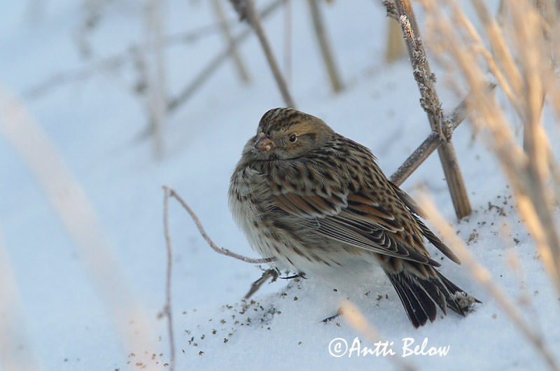 Avainsanat: Laplandsværling Ijsgors Lapland Longspur Lapi tsiitsitaja Lapinsirkku Bruant lapon Spornammer Sarkantyús sármány Sportittlingur Zigolo di Lapponia Lappspurv Escrevedeira de Lapónia Calcarius lapponicus Escribano Lapón Lappsparv