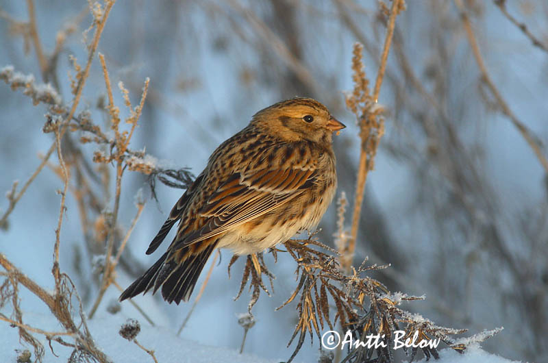 Avainsanat: Laplandsværling Ijsgors Lapland Longspur Lapi tsiitsitaja Lapinsirkku Bruant lapon Spornammer Sarkantyús sármány Sportittlingur Zigolo di Lapponia Lappspurv Escrevedeira de Lapónia Calcarius lapponicus Escribano Lapón Lappsparv