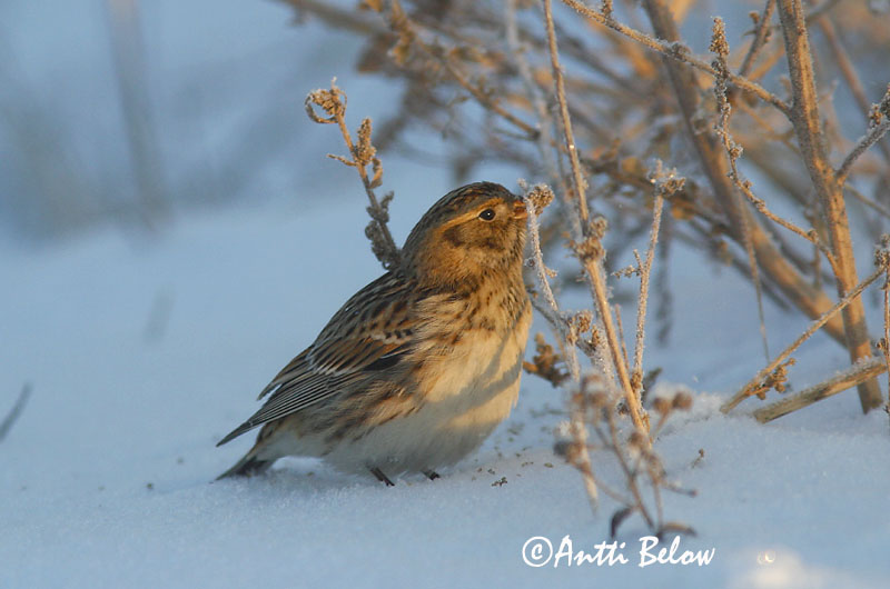 Avainsanat: Laplandsværling Ijsgors Lapland Longspur Lapi tsiitsitaja Lapinsirkku Bruant lapon Spornammer Sarkantyús sármány Sportittlingur Zigolo di Lapponia Lappspurv Escrevedeira de Lapónia Calcarius lapponicus Escribano Lapón Lappsparv