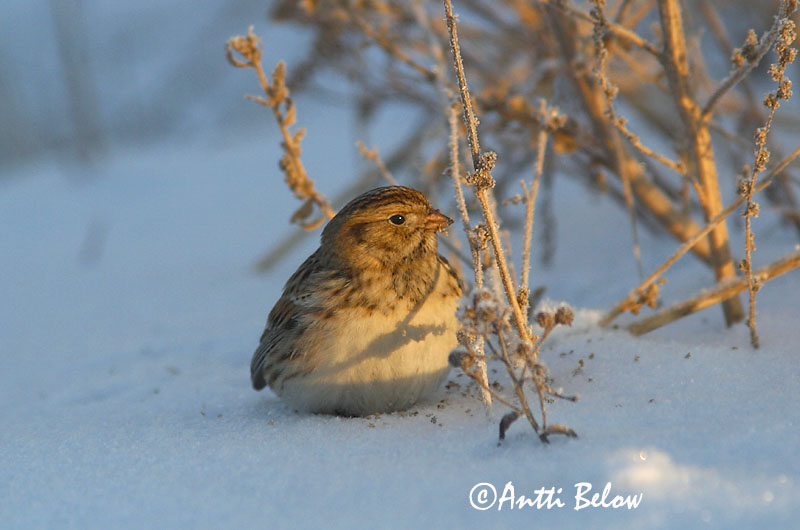 Avainsanat: Laplandsværling Ijsgors Lapland Longspur Lapi tsiitsitaja Lapinsirkku Bruant lapon Spornammer Sarkantyús sármány Sportittlingur Zigolo di Lapponia Lappspurv Escrevedeira de Lapónia Calcarius lapponicus Escribano Lapón Lappsparv