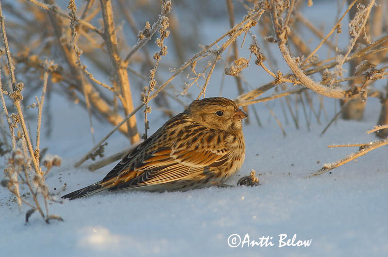 Avainsanat: Laplandsværling Ijsgors Lapland Longspur Lapi tsiitsitaja Lapinsirkku Bruant lapon Spornammer Sarkantyús sármány Sportittlingur Zigolo di Lapponia Lappspurv Escrevedeira de Lapónia Calcarius lapponicus Escribano Lapón Lappsparv