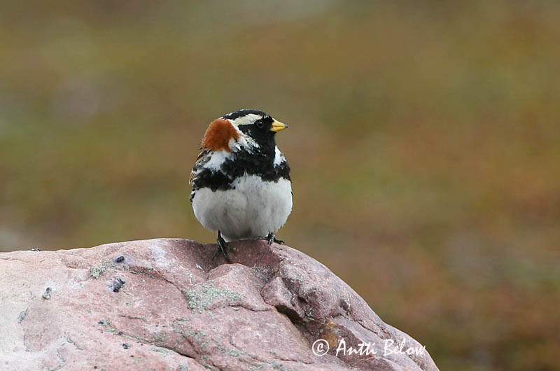Avainsanat: Laplandsværling Ijsgors Lapland Longspur Lapi tsiitsitaja Lapinsirkku Bruant lapon Spornammer Sarkantyús sármány Sportittlingur Zigolo di Lapponia Lappspurv Escrevedeira de Lapónia Calcarius lapponicus Escribano Lapón Lappsparv