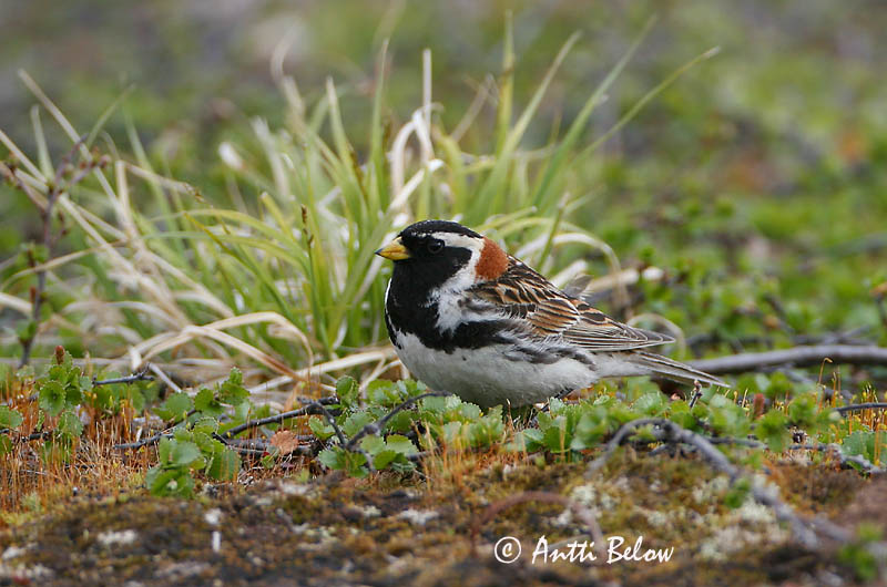 Avainsanat: Laplandsværling Ijsgors Lapland Longspur Lapi tsiitsitaja Lapinsirkku Bruant lapon Spornammer Sarkantyús sármány Sportittlingur Zigolo di Lapponia Lappspurv Escrevedeira de Lapónia Calcarius lapponicus Escribano Lapón Lappsparv