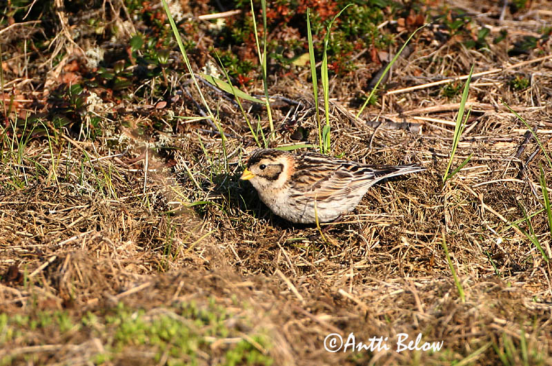 Avainsanat: Laplandsværling Ijsgors Lapland Longspur Lapi tsiitsitaja Lapinsirkku Bruant lapon Spornammer Sarkantyús sármány Sportittlingur Zigolo di Lapponia Lappspurv Escrevedeira de Lapónia Calcarius lapponicus Escribano Lapón Lappsparv