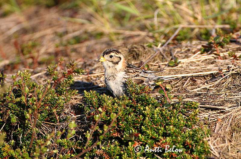 Avainsanat: Laplandsværling Ijsgors Lapland Longspur Lapi tsiitsitaja Lapinsirkku Bruant lapon Spornammer Sarkantyús sármány Sportittlingur Zigolo di Lapponia Lappspurv Escrevedeira de Lapónia Calcarius lapponicus Escribano Lapón Lappsparv
