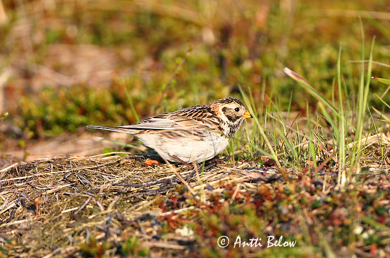 Avainsanat: Laplandsværling Ijsgors Lapland Longspur Lapi tsiitsitaja Lapinsirkku Bruant lapon Spornammer Sarkantyús sármány Sportittlingur Zigolo di Lapponia Lappspurv Escrevedeira de Lapónia Calcarius lapponicus Escribano Lapón Lappsparv
