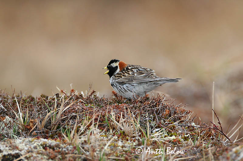 Avainsanat: Laplandsværling Ijsgors Lapland Longspur Lapi tsiitsitaja Lapinsirkku Bruant lapon Spornammer Sarkantyús sármány Sportittlingur Zigolo di Lapponia Lappspurv Escrevedeira de Lapónia Calcarius lapponicus Escribano Lapón Lappsparv