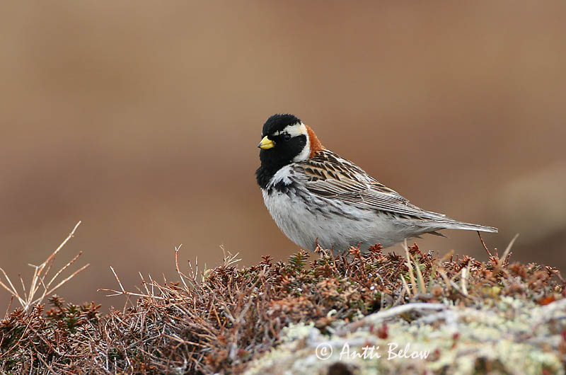 Avainsanat: Laplandsværling Ijsgors Lapland Longspur Lapi tsiitsitaja Lapinsirkku Bruant lapon Spornammer Sarkantyús sármány Sportittlingur Zigolo di Lapponia Lappspurv Escrevedeira de Lapónia Calcarius lapponicus Escribano Lapón Lappsparv