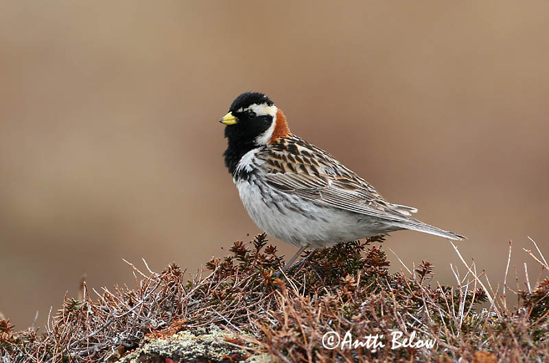 Avainsanat: Laplandsværling Ijsgors Lapland Longspur Lapi tsiitsitaja Lapinsirkku Bruant lapon Spornammer Sarkantyús sármány Sportittlingur Zigolo di Lapponia Lappspurv Escrevedeira de Lapónia Calcarius lapponicus Escribano Lapón Lappsparv