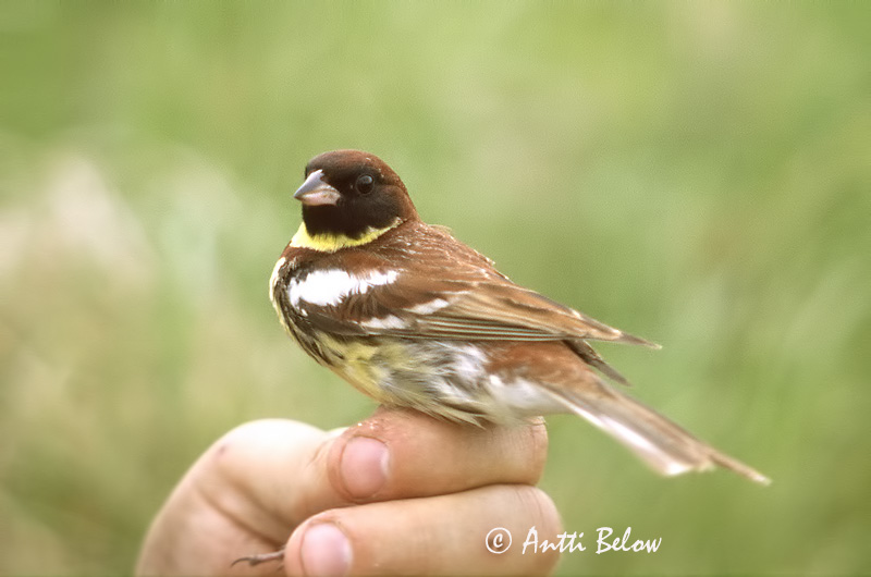 Avainsanat: Sit caranegre Gulbrystet værling Wilgegors Yellow-breasted Bunting Kuldtsiitsitaja Kultasirkku Bruant auréole Weidenammer Réti sármány Víðitittlingur Zigolo dal collare Sibirspurv Escrevedeira-aureolada Emberiza aureola Escribano Aureolado Gyllensp