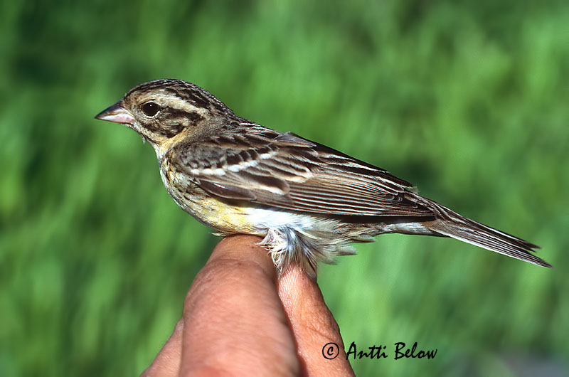 Avainsanat: Sit caranegre Gulbrystet værling Wilgegors Yellow-breasted Bunting Kuldtsiitsitaja Kultasirkku Bruant auréole Weidenammer Réti sármány Víðitittlingur Zigolo dal collare Sibirspurv Escrevedeira-aureolada Emberiza aureola Escribano Aureolado Gyllensp