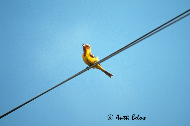 Kazakshtan, 6/1988 (slide)
Avainsanat: Sit cara-roig Bruinkopgors Red-headed Bunting Ruskopääsirkku Bruant à tête rousse Braunkopfammer Zigolo testa aranciata Brunhodespurv Emberiza bruniceps Escribano Carirrojo Stäppsparv