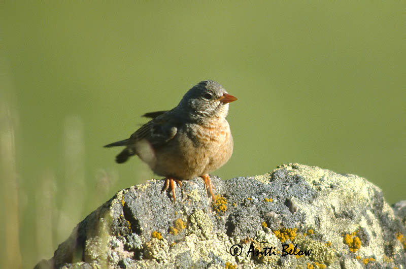 Avainsanat: Steenortolaan Grey-necked Bunting Kivikkosirkku Bruant de Stewart Silberkopfammer Ortolano dal collo grigio Rødbrystspurv Emberiza buchanani Escribano de Stewart Bergortolansparv