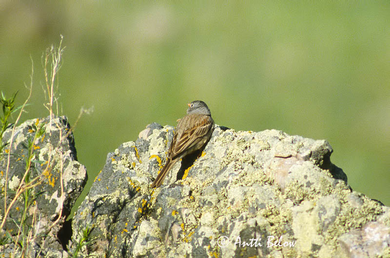 Avainsanat: Steenortolaan Grey-necked Bunting Kivikkosirkku Bruant de Stewart Silberkopfammer Ortolano dal collo grigio Rødbrystspurv Emberiza buchanani Escribano de Stewart Bergortolansparv