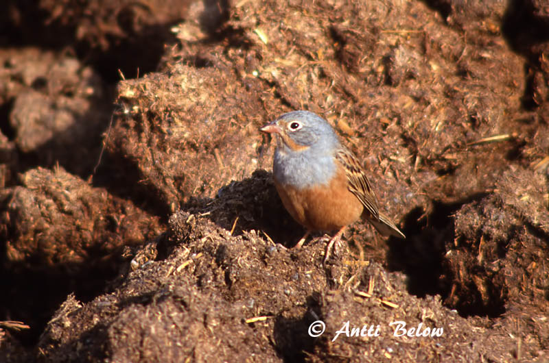 Avainsanat: Rustværling Bruinkeelortolaan Cretzschmar's Bunting Ruostekurkkusirkku Bruant cendrillard Grauortolan Rozsdás sármány Hrjósturtittlingur Ortolano grigio Rustspurv Escrevedeira-cinzenta Emberiza caesia Escribano Ceniciento Rostsparv