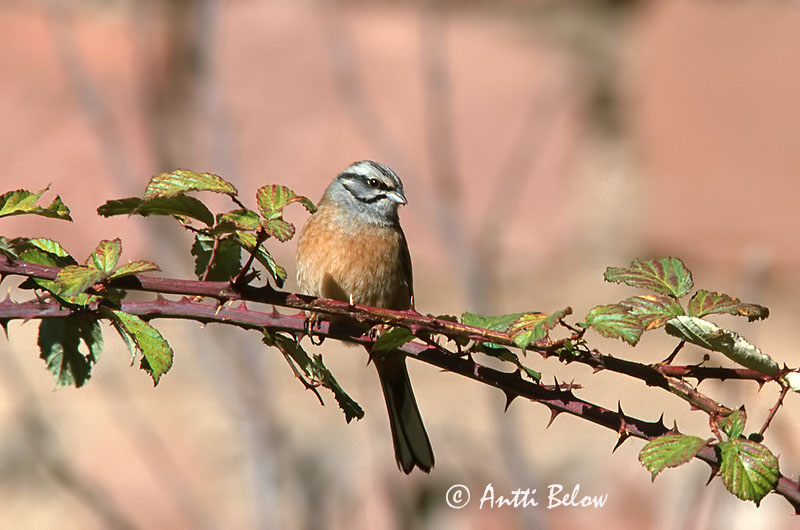 Avainsanat: Sit negre Klippeværling Grijze gors Rock Bunting Vuorisirkku Bruant fou Zippammer Bajszos sármány Steintittlingur Zigolo muciatto Klippespurv Cia Emberiza cia Escribano Montesino Klippsparv