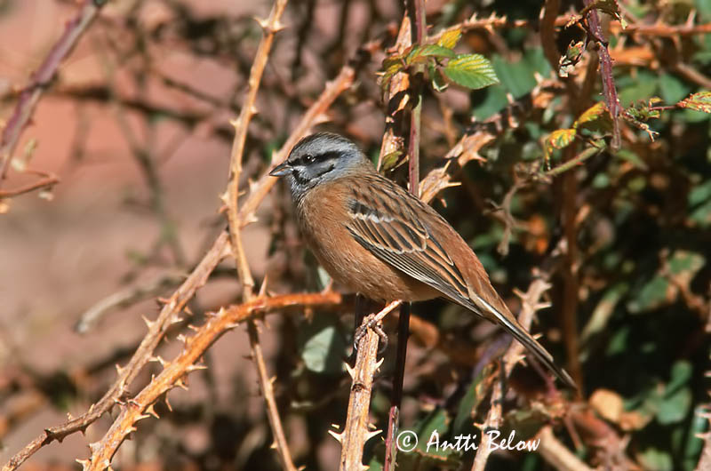 Avainsanat: Sit negre Klippeværling Grijze gors Rock Bunting Vuorisirkku Bruant fou Zippammer Bajszos sármány Steintittlingur Zigolo muciatto Klippespurv Cia Emberiza cia Escribano Montesino Klippsparv