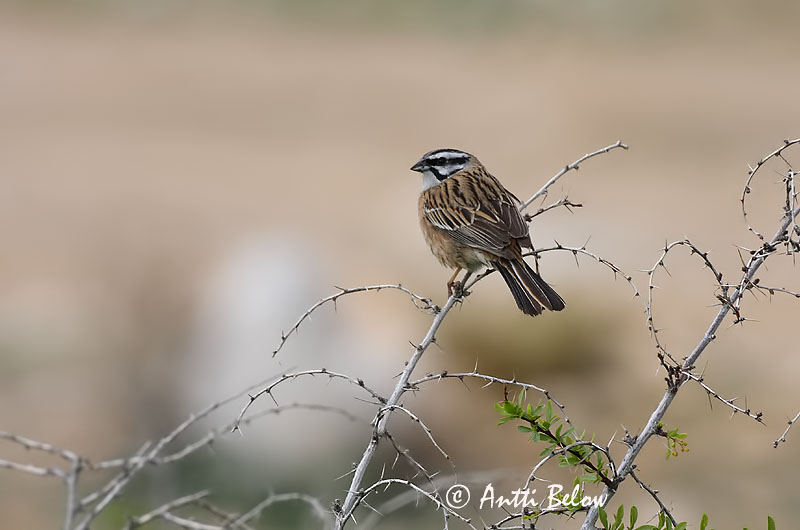 Avainsanat: Sit negre Klippeværling Grijze gors Rock Bunting Vuorisirkku Bruant fou Zippammer Bajszos sármány Steintittlingur Zigolo muciatto Klippespurv Cia Emberiza cia Escribano Montesino Klippsparv