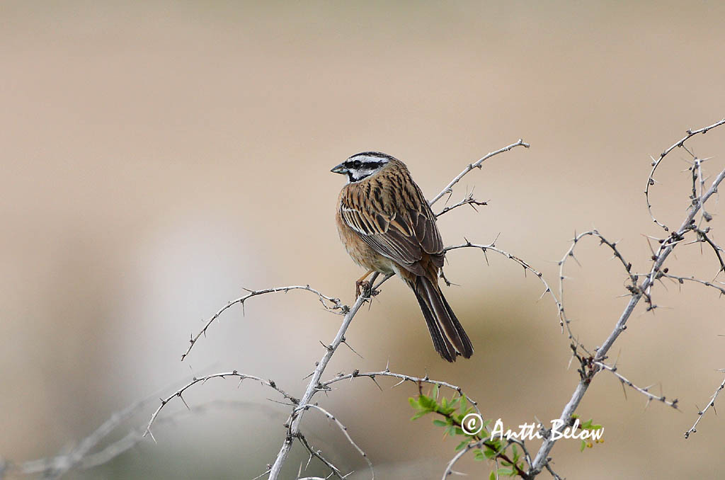 Avainsanat: Sit negre Klippeværling Grijze gors Rock Bunting Vuorisirkku Bruant fou Zippammer Bajszos sármány Steintittlingur Zigolo muciatto Klippespurv Cia Emberiza cia Escribano Montesino Klippsparv