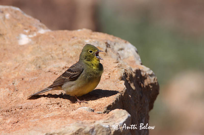 Turkey, 5/08
Avainsanat: Smyrnagors Cinereous Bunting Keltapääsirkku Bruant cendré Türkenammer Zigolo cinereo Tyrkerspurv Emberiza cineracea Escribano Cinéreo Gulgrå sparv