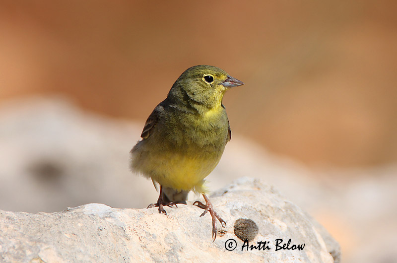 Turkey, 5/08
Avainsanat: Smyrnagors Cinereous Bunting Keltapääsirkku Bruant cendré Türkenammer Zigolo cinereo Tyrkerspurv Emberiza cineracea Escribano Cinéreo Gulgrå sparv