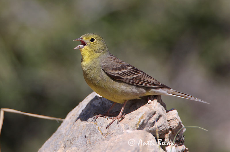 Turkey, 5/08
Avainsanat: Smyrnagors Cinereous Bunting Keltapääsirkku Bruant cendré Türkenammer Zigolo cinereo Tyrkerspurv Emberiza cineracea Escribano Cinéreo Gulgrå sparv