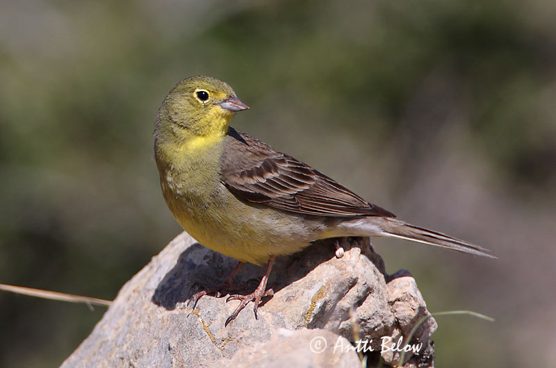 Turkey, 5/08
Avainsanat: Smyrnagors Cinereous Bunting Keltapääsirkku Bruant cendré Türkenammer Zigolo cinereo Tyrkerspurv Emberiza cineracea Escribano Cinéreo Gulgrå sparv